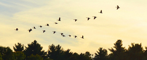 Migration by ashokbaghani